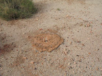 Tie down point, Corunna Downs secret airstrip